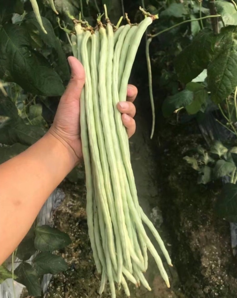猪仔豆大肉甜豆角种子翠蜜天天摘油白厚肉耐老化好吃味甜豆角