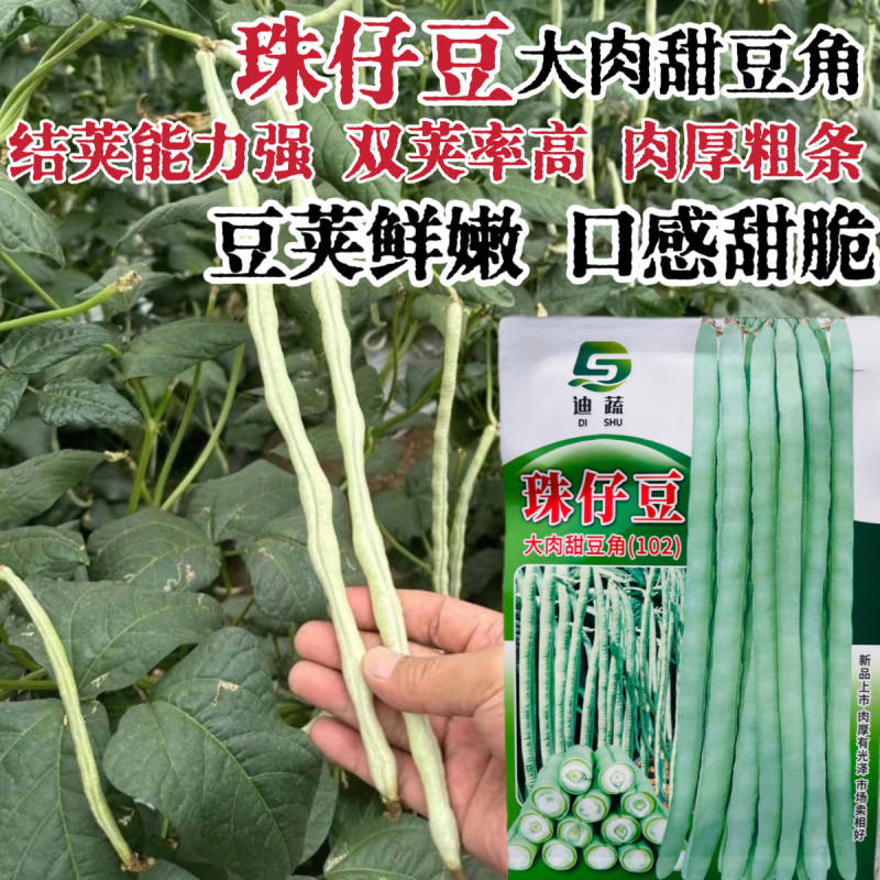 猪仔豆大肉甜豆角种子翠蜜天天摘油白厚肉耐老化好吃味甜豆角