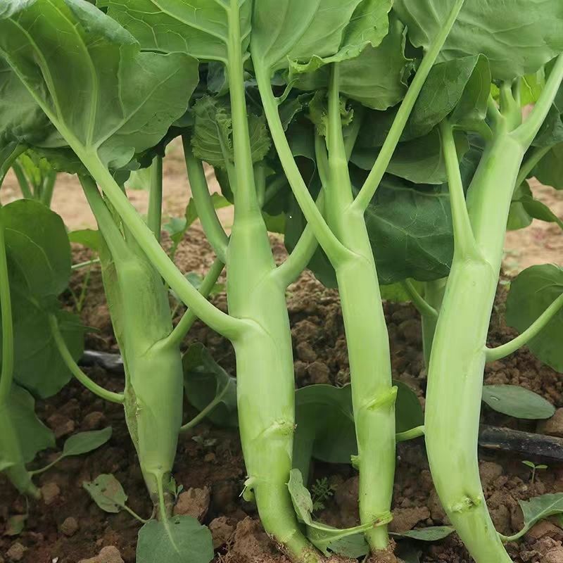 白花甜芥兰种子早熟白花芥蓝菜种籽粗条芥兰蔬菜