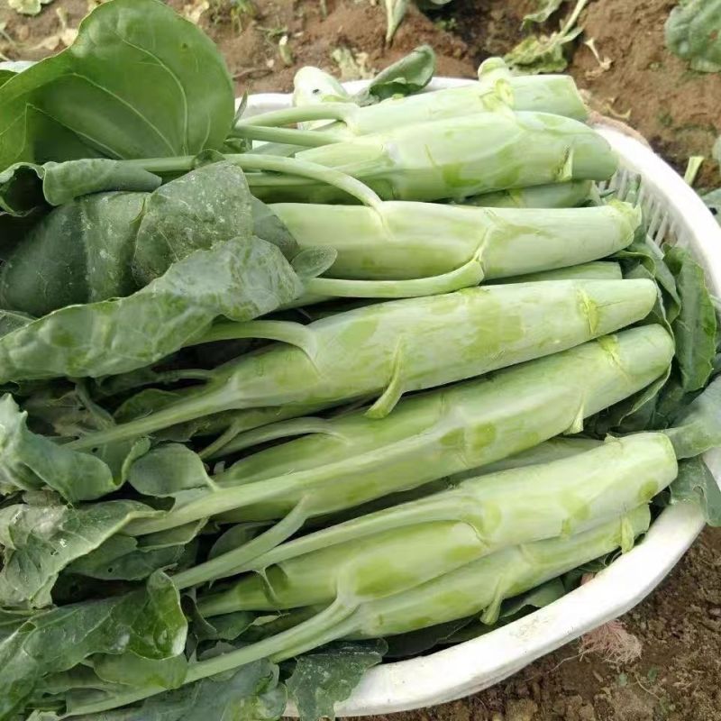 白花甜芥兰种子早熟白花芥蓝菜种籽粗条芥兰蔬菜