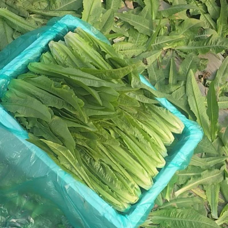 油麦菜