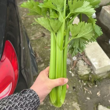 西芹