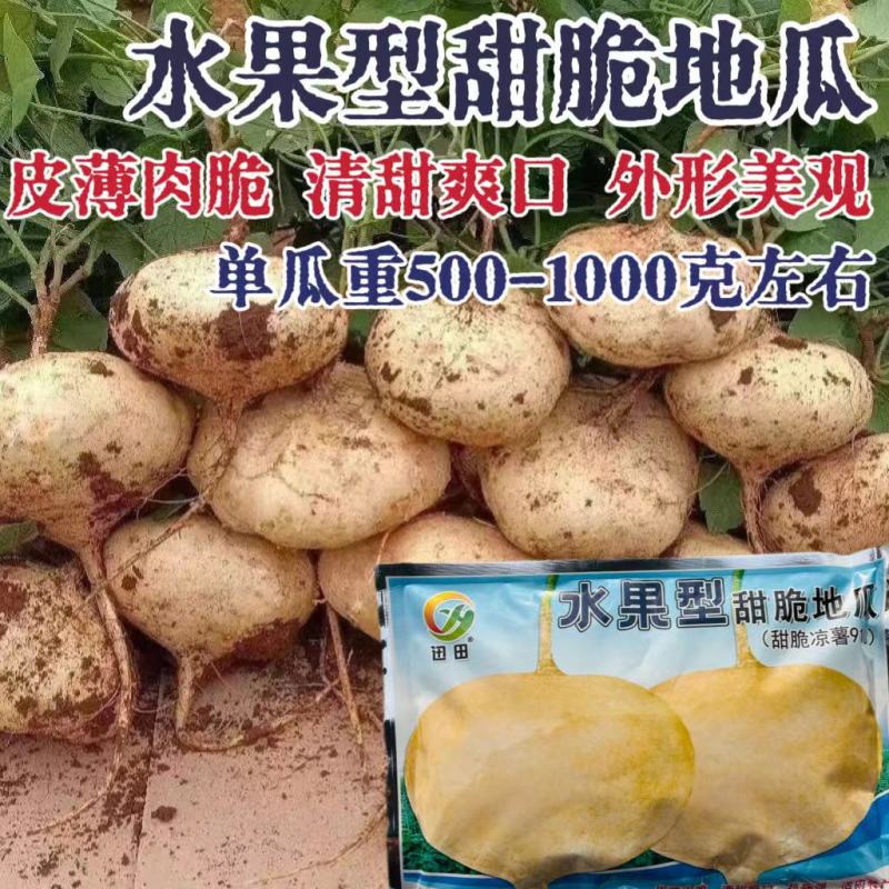 水果型甜脆地瓜种子原装早熟脆甜多汁地瓜种子小叶细藤春秋季