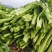 快大甜脆芥菜苔种子芥菜心早熟粗条无渣秋冬季四季蔬菜