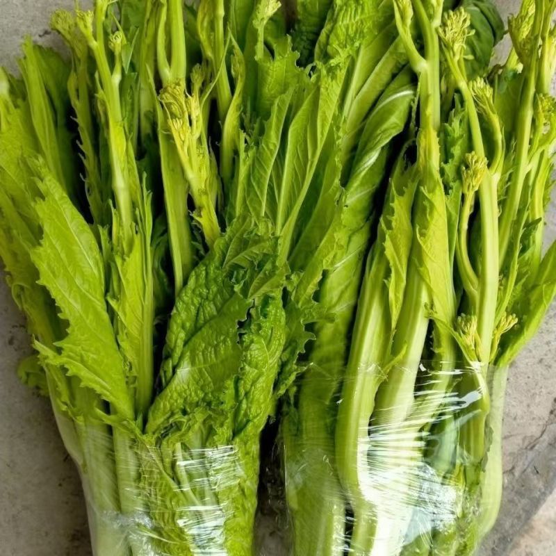 快大甜脆芥菜苔种子芥菜心早熟粗条无渣秋冬季四季蔬菜