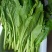 快大甜脆芥菜苔种子芥菜心早熟粗条无渣秋冬季四季蔬菜