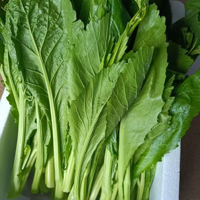 快大甜脆芥菜苔种子芥菜心早熟粗条无渣秋冬季四季蔬菜