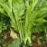 快大甜脆芥菜苔种子芥菜心早熟粗条无渣秋冬季四季蔬菜