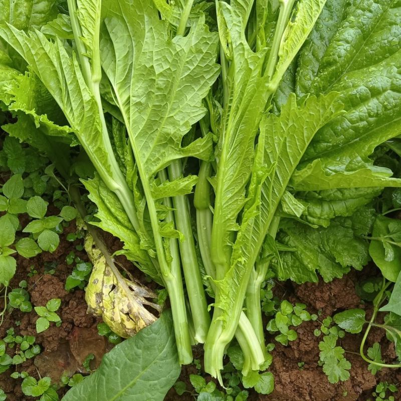 快大甜脆芥菜苔种子芥菜心早熟粗条无渣秋冬季四季蔬菜
