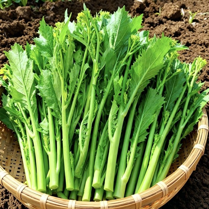 快大甜脆芥菜苔种子芥菜心早熟粗条无渣秋冬季四季蔬菜