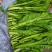 快大甜脆芥菜苔种子芥菜心早熟粗条无渣秋冬季四季蔬菜