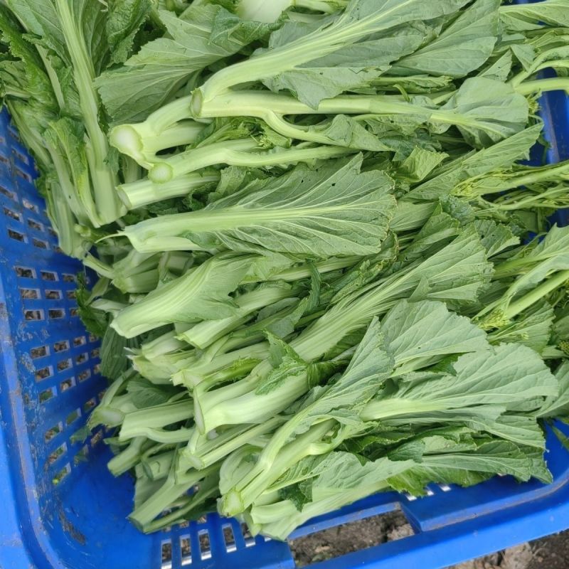 快大甜脆芥菜苔种子芥菜心早熟粗条无渣秋冬季四季蔬菜