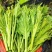 快大甜脆芥菜苔种子芥菜心早熟粗条无渣秋冬季四季蔬菜