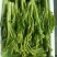 快大甜脆芥菜苔种子芥菜心早熟粗条无渣秋冬季四季蔬菜