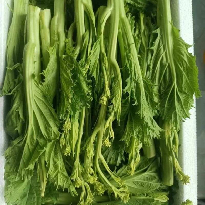 快大甜脆芥菜苔种子芥菜心早熟粗条无渣秋冬季四季蔬菜