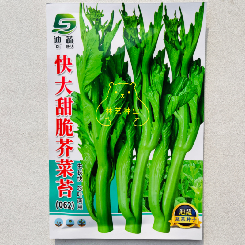 快大甜脆芥菜苔种子芥菜心早熟粗条无渣秋冬季四季蔬菜