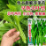 快大甜脆芥菜苔种子芥菜心早熟粗条无渣秋冬季四季蔬菜