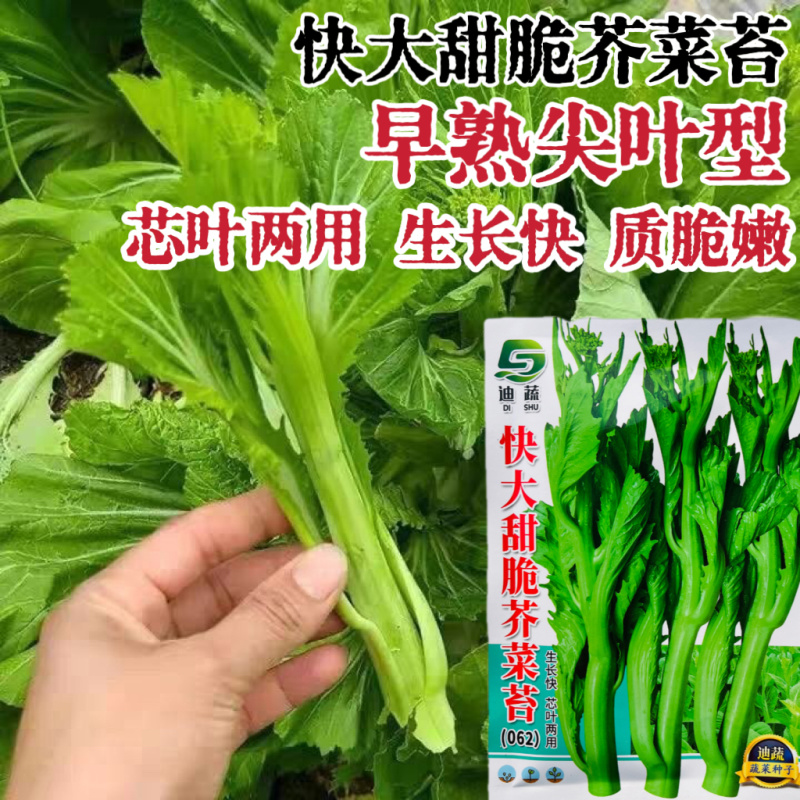 快大甜脆芥菜苔种子芥菜心早熟粗条无渣秋冬季四季蔬菜