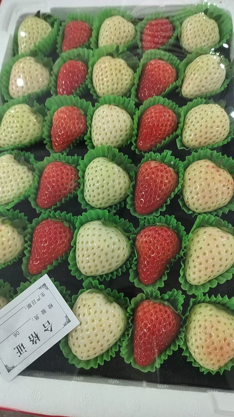 长丰精品红颜草莓百亩种植基地现摘现发对接商超档口