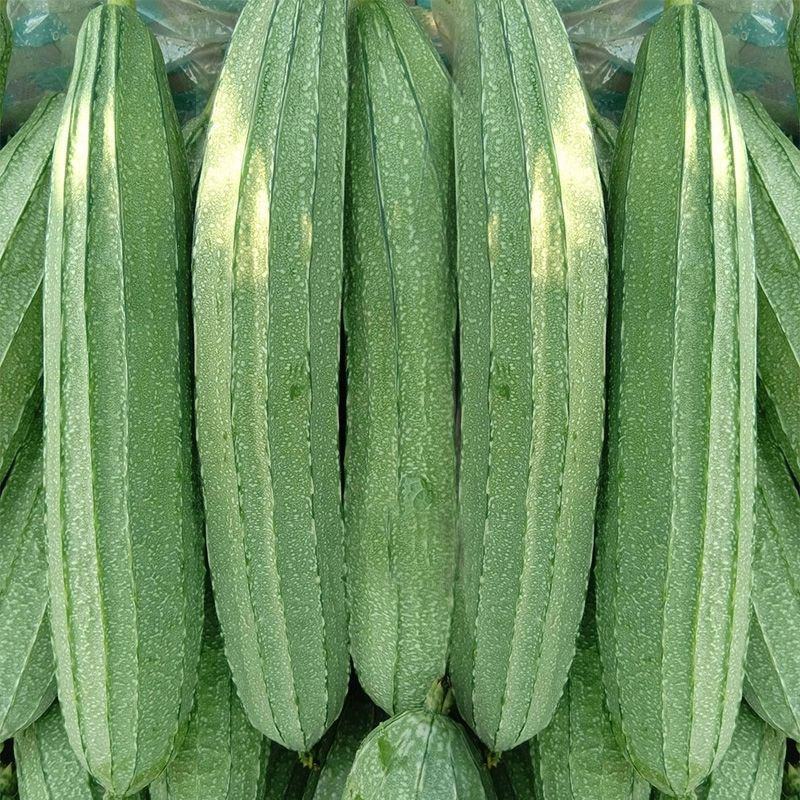 花点大肉甜脆丝瓜种子中早熟肉厚高产棱角大花点大田