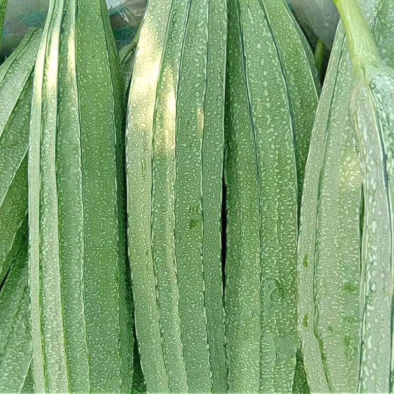 花点大肉甜脆丝瓜种子中早熟肉厚高产棱角大花点大田