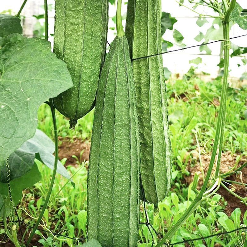 花点大肉甜脆丝瓜种子中早熟肉厚高产棱角大花点大田