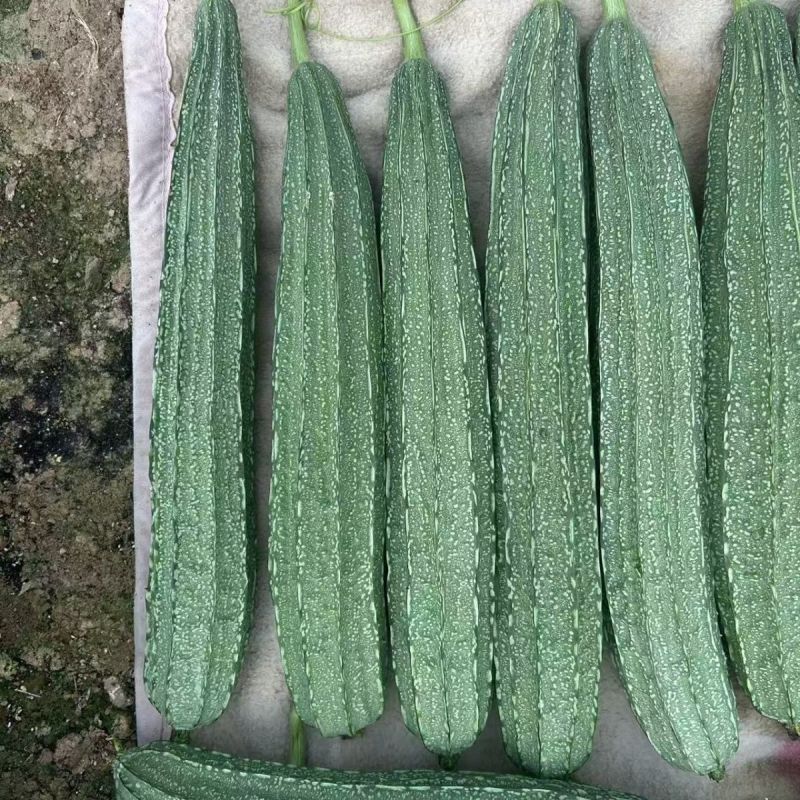 花点大肉甜脆丝瓜种子中早熟肉厚高产棱角大花点大田
