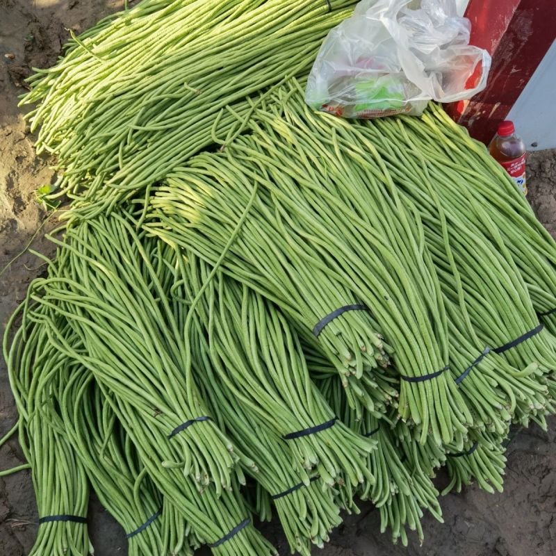 早翠一号豇豆种子中早熟不露籽无鼠尾肉厚长豆角种籽耐老耐贮