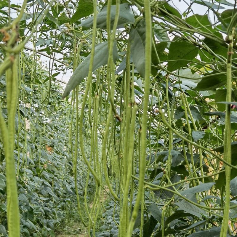 早翠一号豇豆种子中早熟不露籽无鼠尾肉厚长豆角种籽耐老耐贮