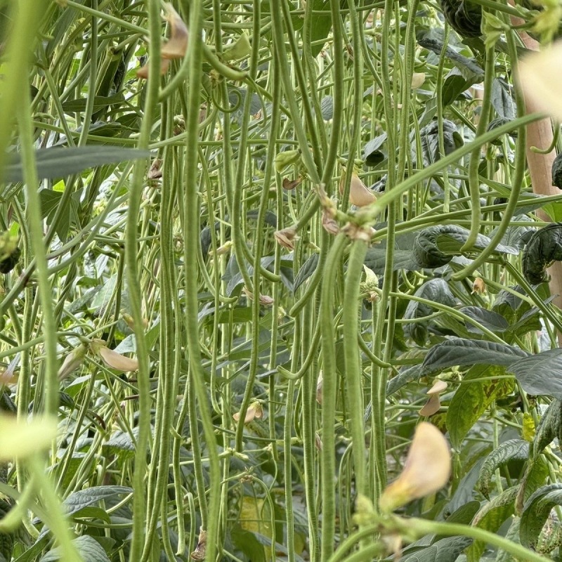 早翠一号豇豆种子中早熟不露籽无鼠尾肉厚长豆角种籽耐老耐贮