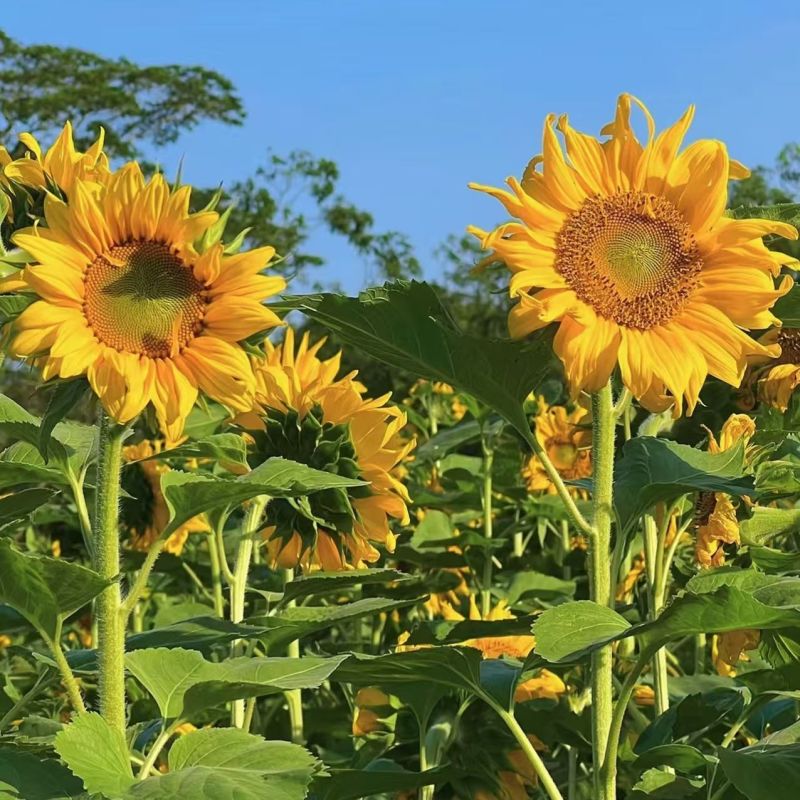 向日葵食葵种子向日葵种籽大田庭院种植向日葵种籽孑葵花籽种