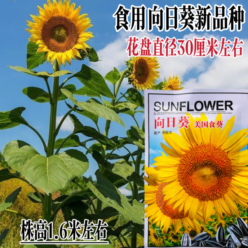 向日葵食葵种子向日葵种籽大田庭院种植向日葵种籽孑葵花籽种