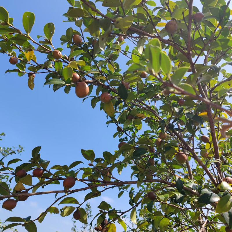 小果山茶油