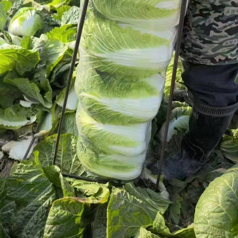 黄心白菜