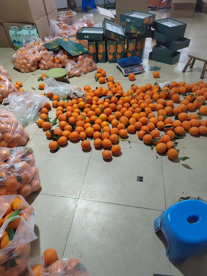 树上熟红美人柑橘