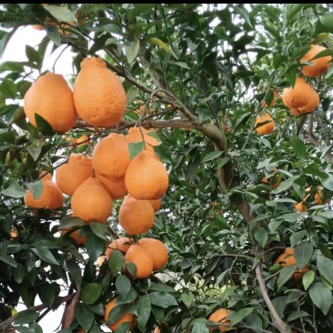 柑橘粑粑柑