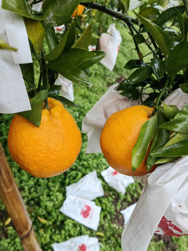 柑橘粑粑柑