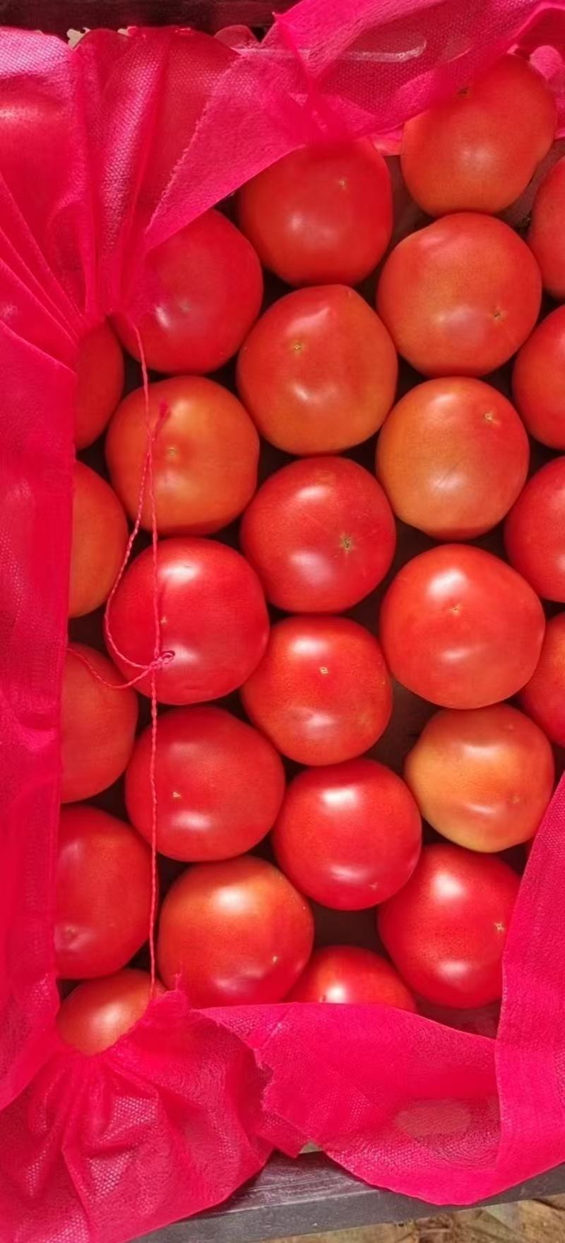 硬粉西红柿对接各大商超市场支持全国代发