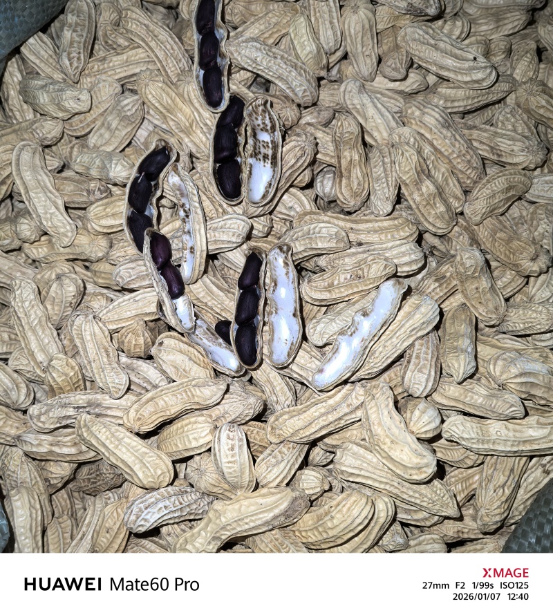 西双版纳精品古黑花生一手货源全国发货量大价优欢迎随时联系