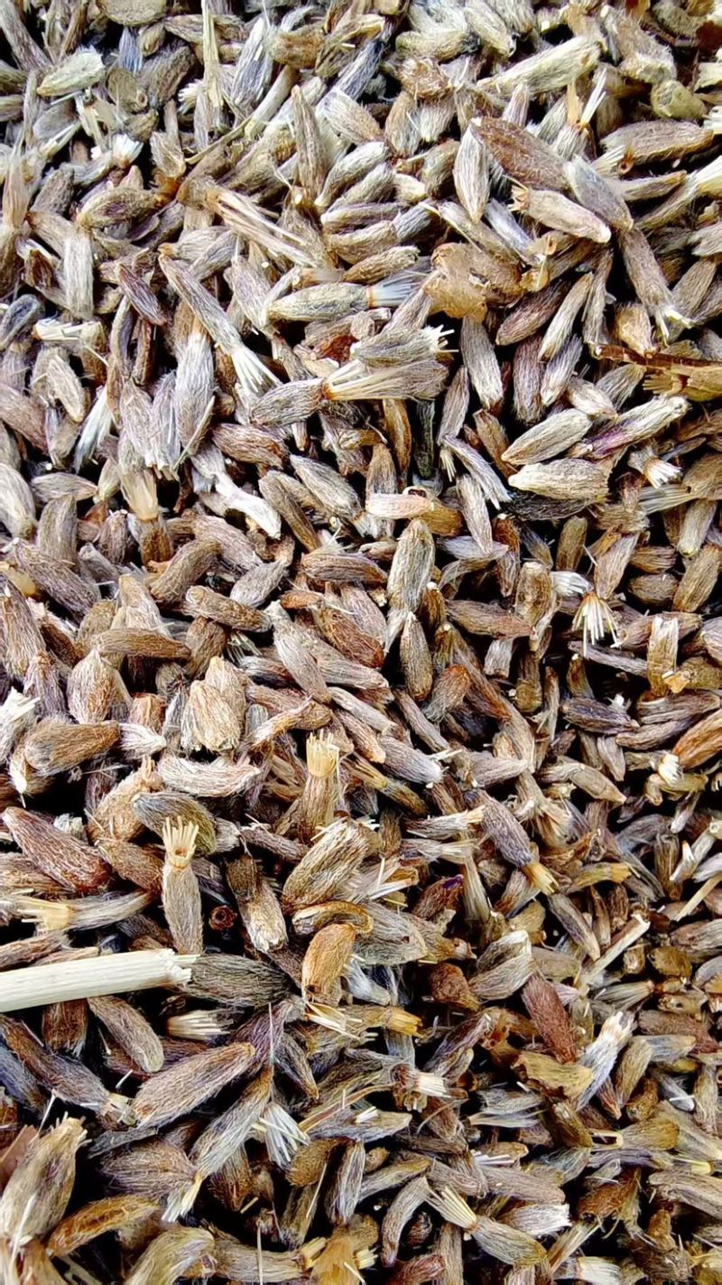 白术种子经营面积达到一百多亩基地质量保证