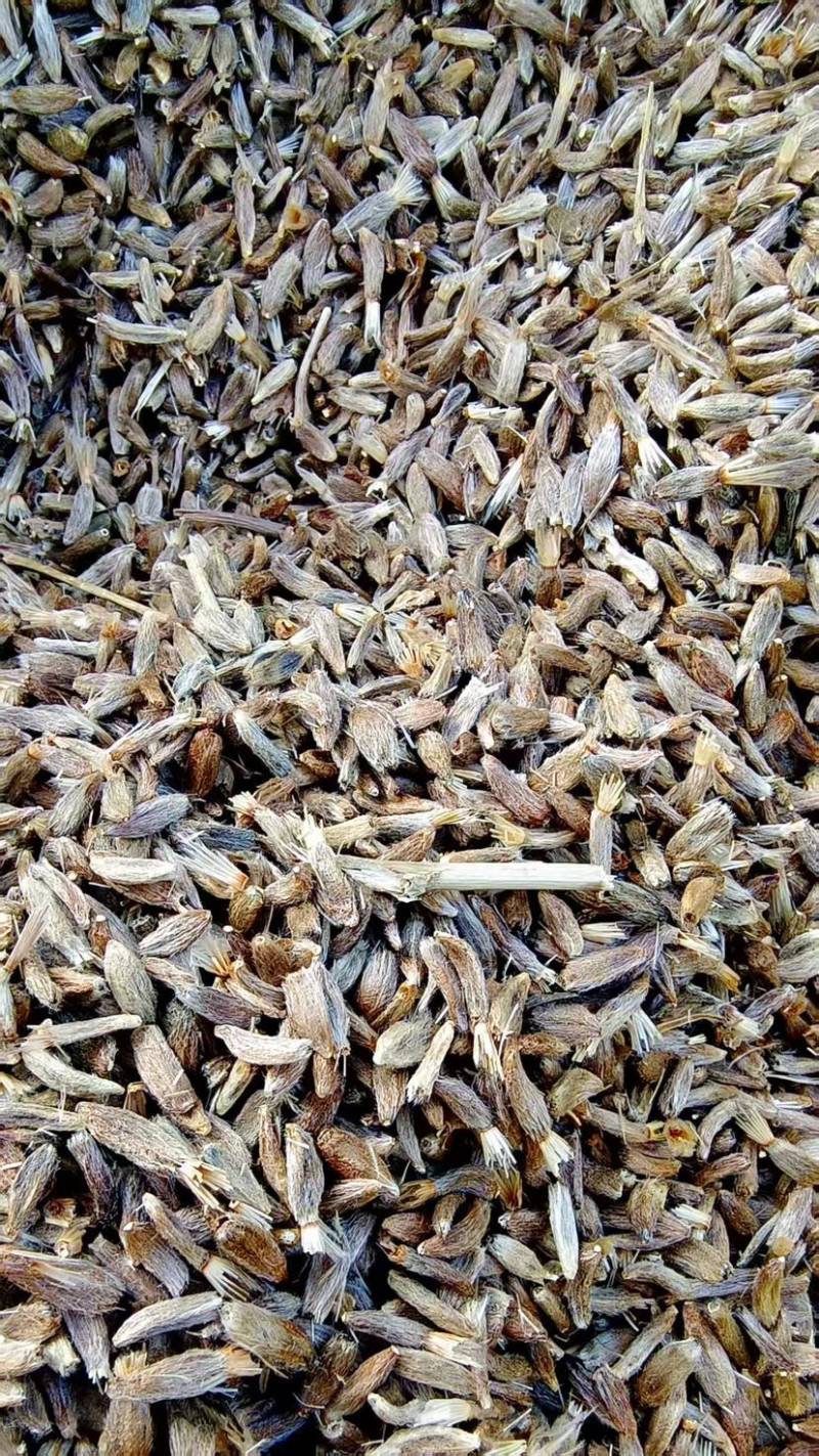 白术种子经营面积达到一百多亩基地质量保证