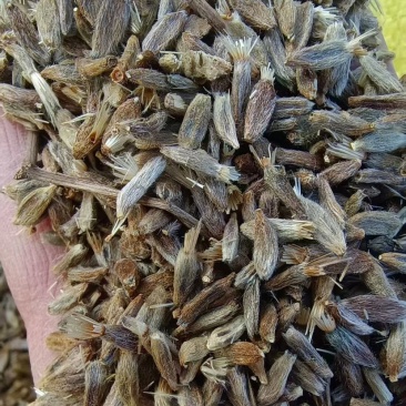 白术种子经营面积达到一百多亩基地质量保证
