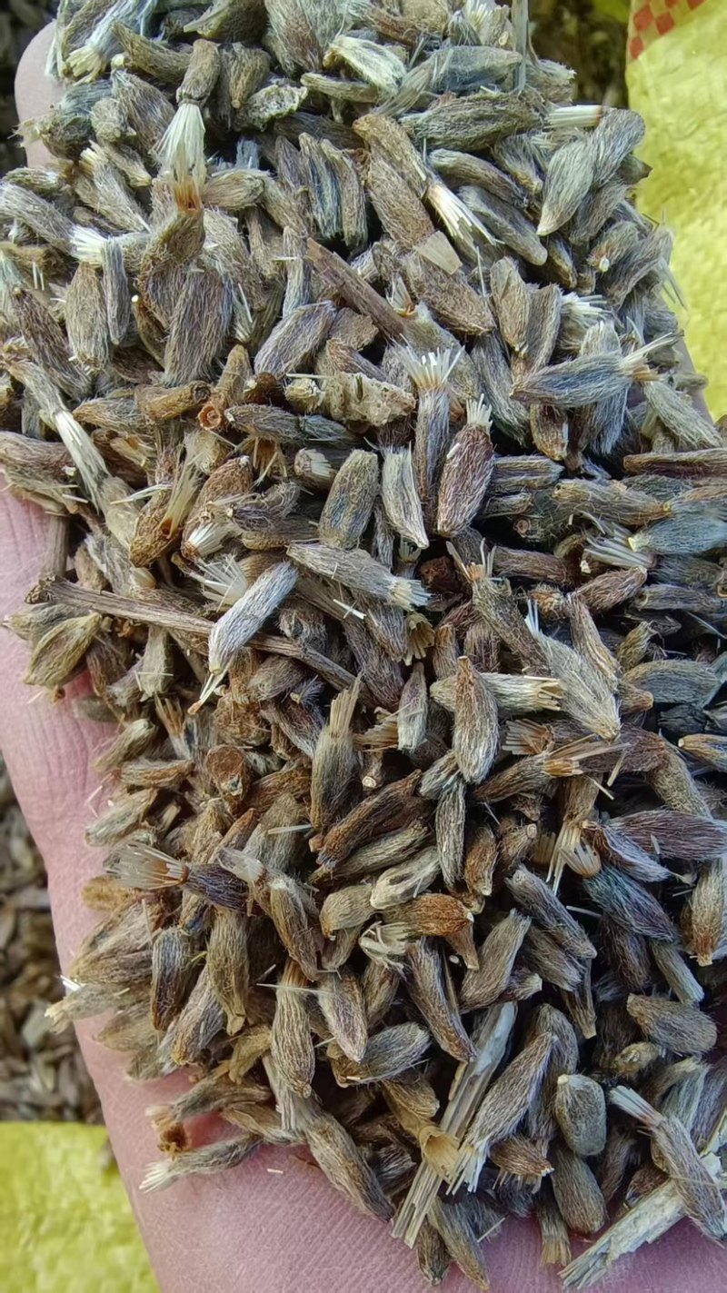 白术种子经营面积达到一百多亩基地质量保证