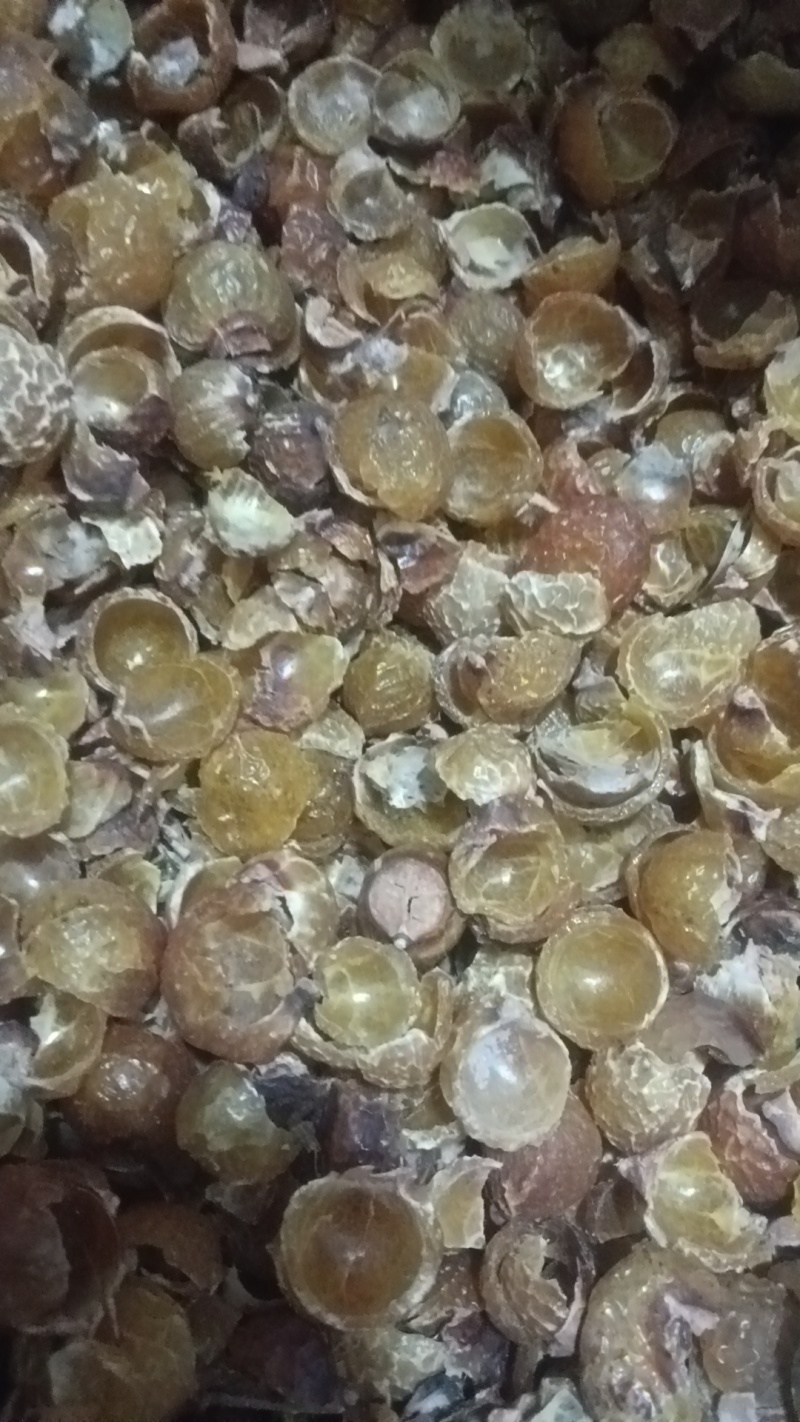 大量无患子.无患子果皮.打粉无患子.无患子粉，代客打粉