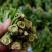 大棚反季节种植香椿芽大量供应