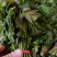 大棚反季节种植香椿芽大量供应