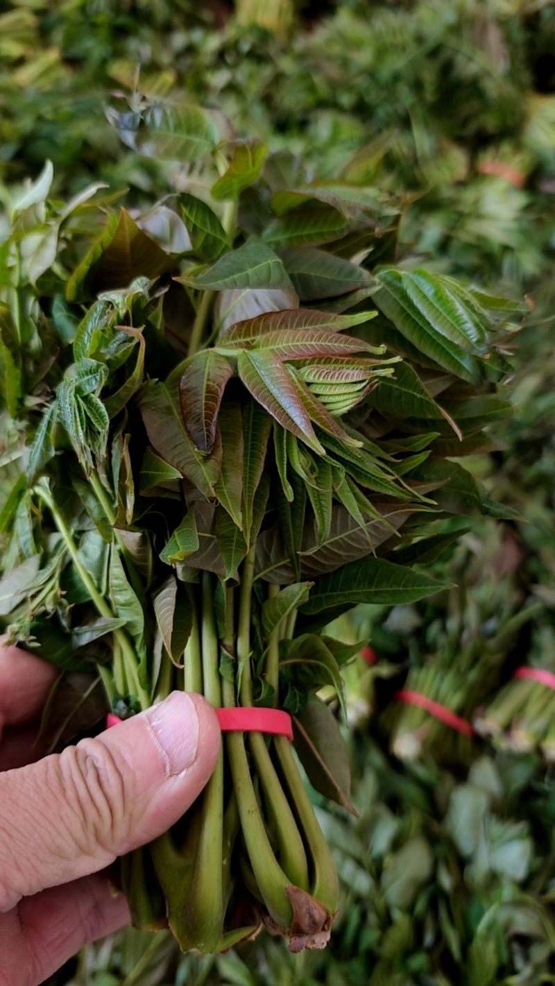 大棚反季节种植香椿芽大量供应