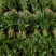 大棚反季节种植香椿芽大量供应