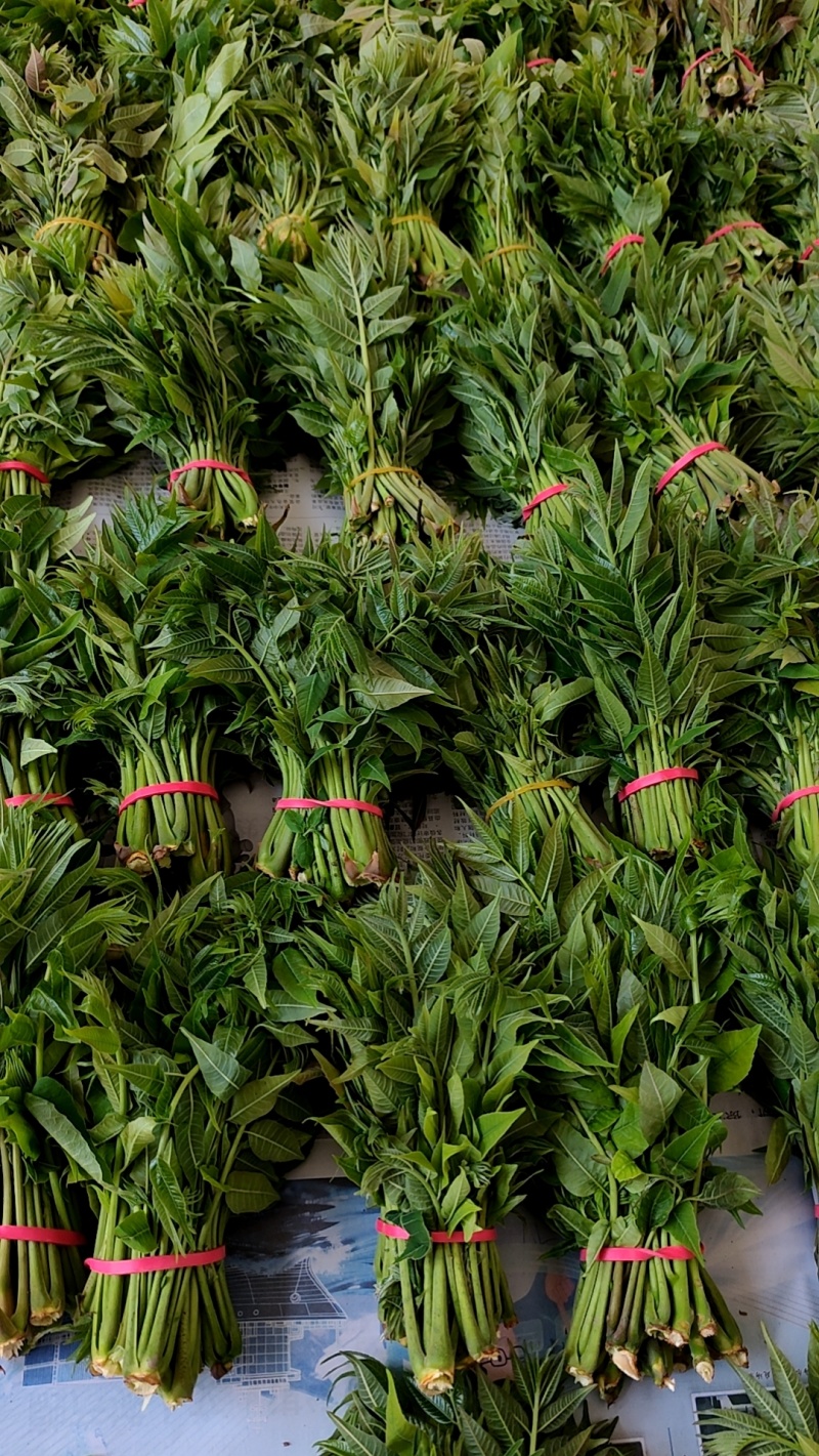 大棚反季节种植香椿芽大量供应