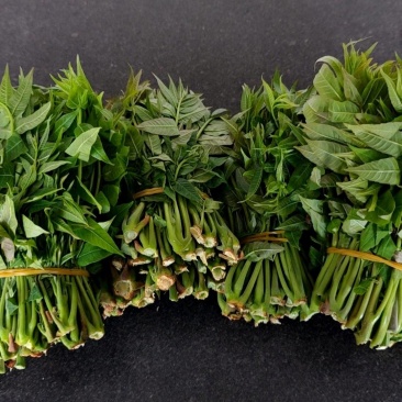 大棚反季节种植香椿芽大量供应